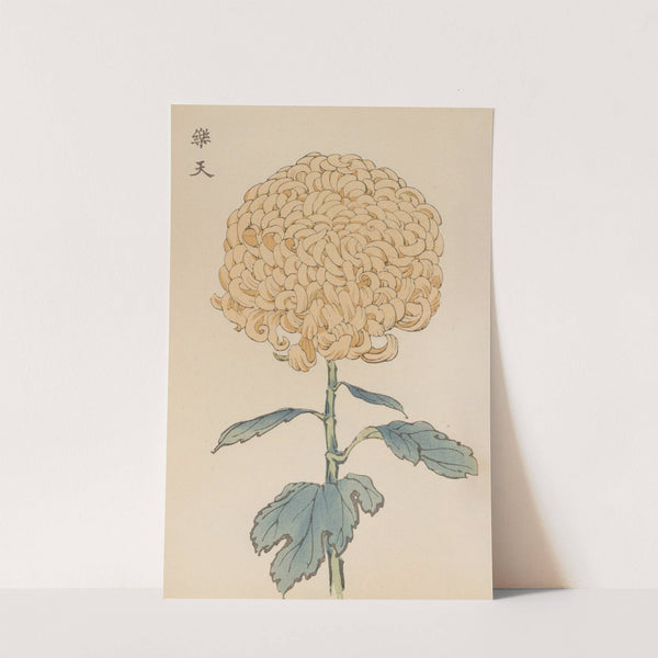 Keika hyakugiku, Pl.35 by Keika Hasegawa