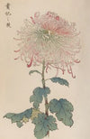 Keika hyakugiku, Pl.36
