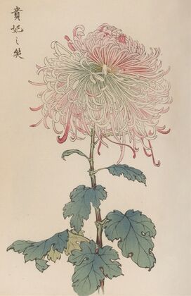 Keika hyakugiku, Pl.36