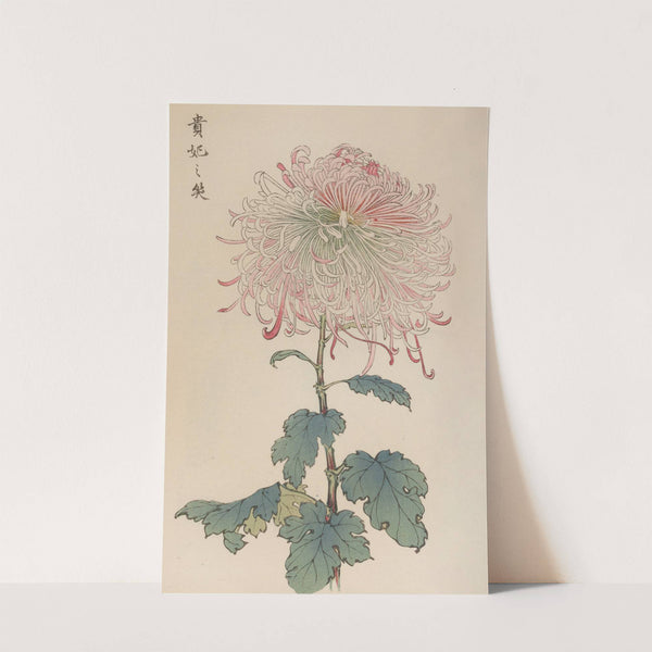 Keika hyakugiku, Pl.36 by Keika Hasegawa