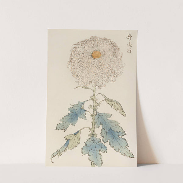 Keika hyakugiku, Pl.37 by Keika Hasegawa