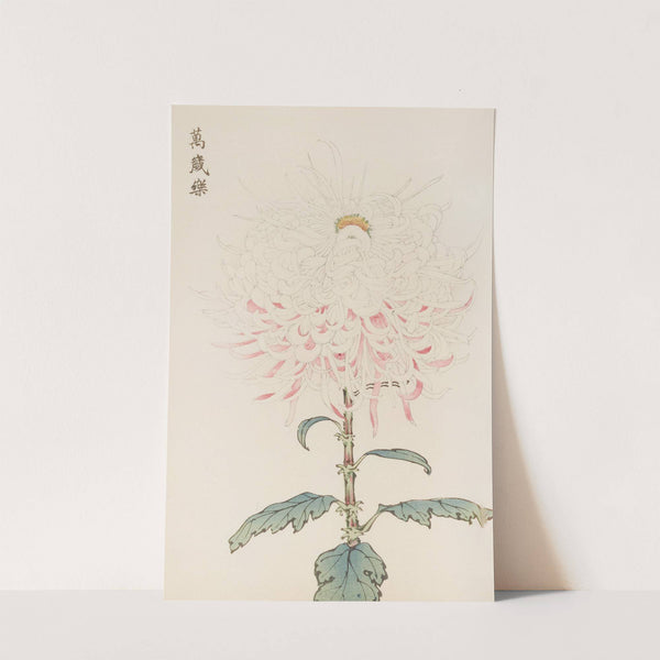 Keika hyakugiku, Pl.38 by Keika Hasegawa