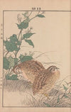 Keinen kachō gafu Pl.015