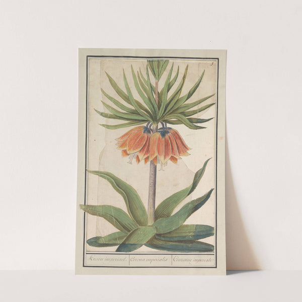 Keizerskroon (Fritillaria imperialis) Kroon imperiael. Corona imperialis Couronne imperiale (1596-1610) by Anselmus Boëtius de Boodt
