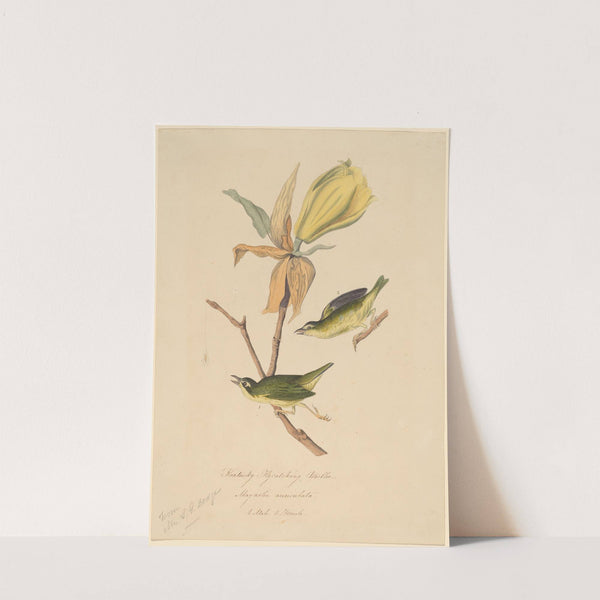 Kentucky Fly-catching Warbler (1830s) by John Woodhouse Audubon