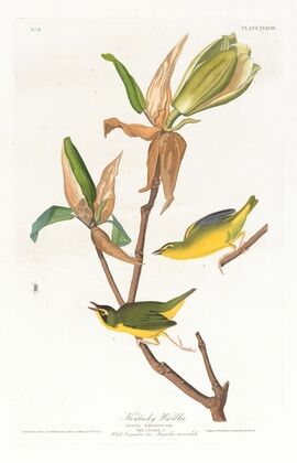 Kentucky warbler