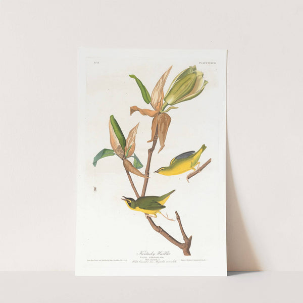 Kentucky warbler by John James Audubon