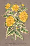 Kerria japonica, var. fol. argenteo-variegatis