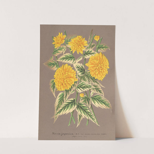 Kerria japonica, var. fol. argenteo-variegatis by Charles Antoine Lemaire