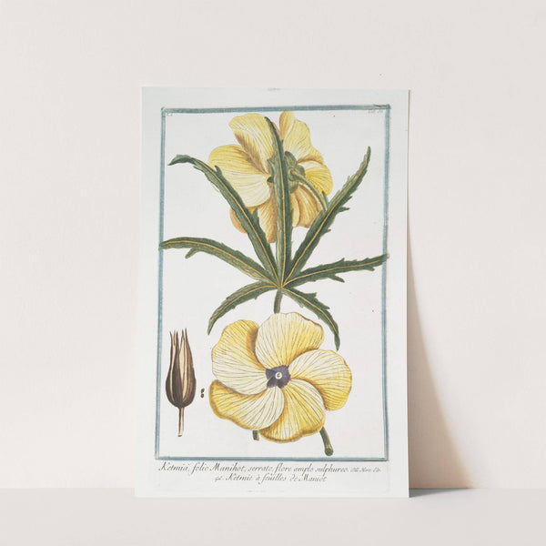 Ketmia, folio Manihot, serrato, flore amplo sulphureo - Ketmie à feuilles de Maniot by Giorgio Bonelli