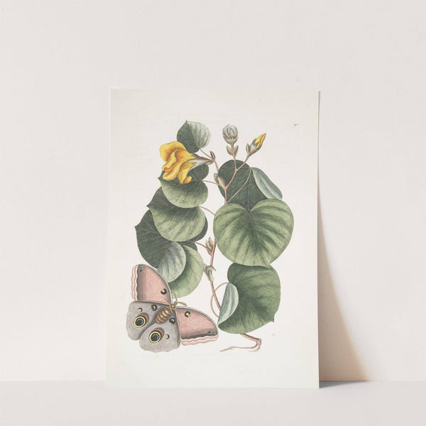 Ketmia, The Mano-Tree; Phalæna fusca &c. by Mark Catesby