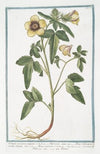 Ketmia vesicaria, vulgaris – Hipecoum – Alcea Solisequa, multis, Veneta – Alcea vesicaria – Hibiscus – Ketmie