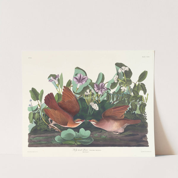 Key-west dove by John James Audubon