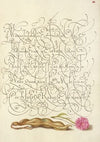 Kidney Bean and English Daisy