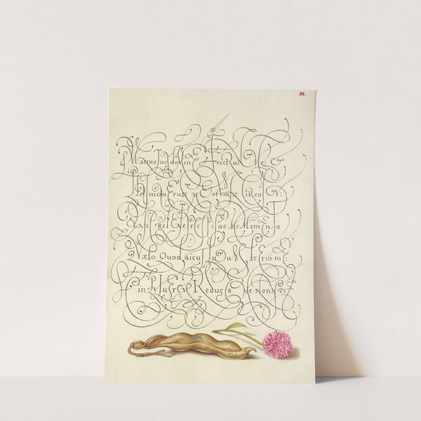 Kidney Bean and English Daisy (1561–1596) by Joris Hoefnagel