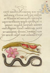 Kidney Bean, Poppy Anemone, and Adder (1561–1596)