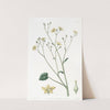 Kidney-leaved Villarsia by Sydenham Edwards
