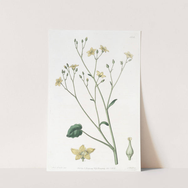 Kidney-leaved Villarsia by Sydenham Edwards
