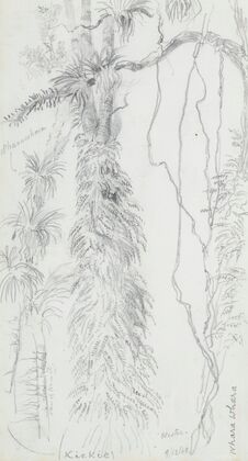 Kiekie and Wharawhara at Westoe