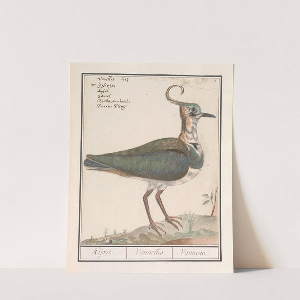 Kievit (Vanellus vanellus) (1596-1610) by Anselmus Boëtius de Boodt