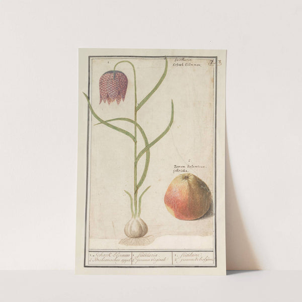 Kievitsbloem (Fritillaria meleagris) en een appel 1. Schaek-bloemen 2. Boheemschen appel (1596-1610) by Anselmus Boëtius de Boodt