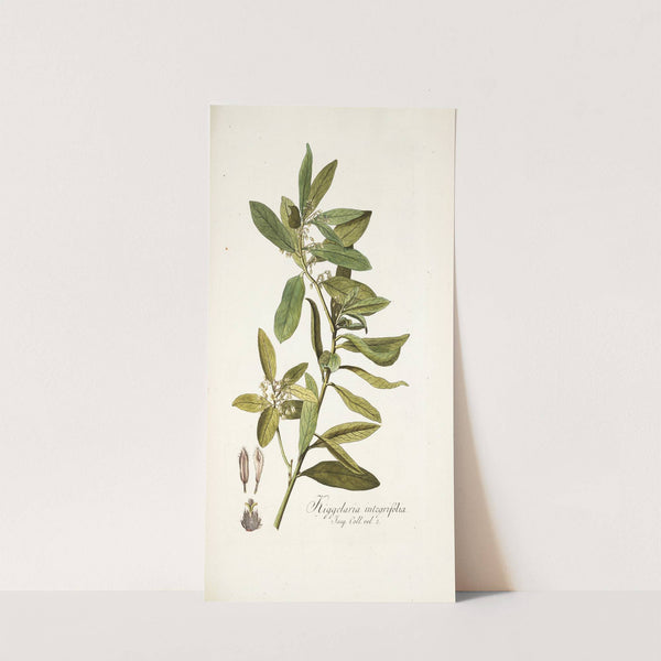 Kiggelaria integrifolia (1781-1793) by Nikolaus Joseph Freiherr von Jacquin