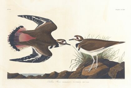 Killdeer plover