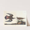 Killdeer plover by John James Audubon