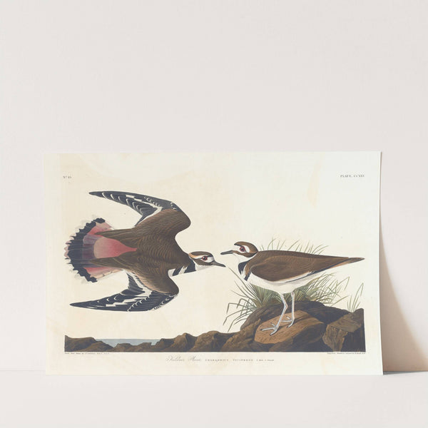 Killdeer plover by John James Audubon