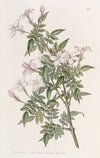 Kindred Jasmine
