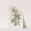 Kindred Jasmine by Sydenham Edwards