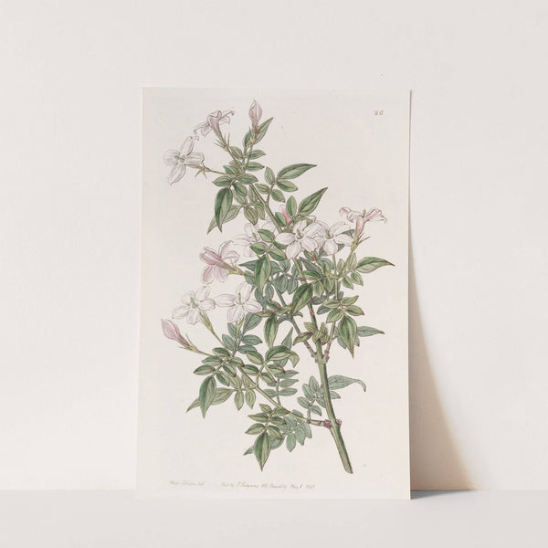 Kindred Jasmine by Sydenham Edwards