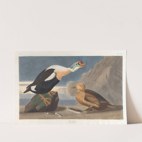King duck by John James Audubon
