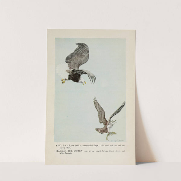 King Eagle, Plunger the Osprey by Louis Agassiz Fuertes
