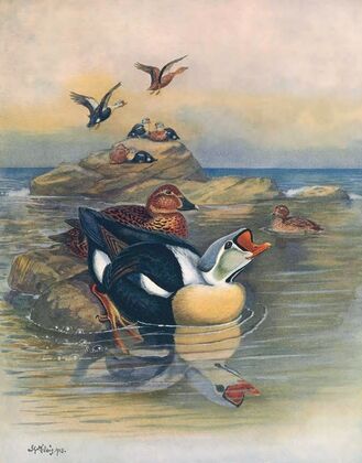 King Eider II