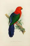 King Parrot, or Parrakeet (1884-1887)