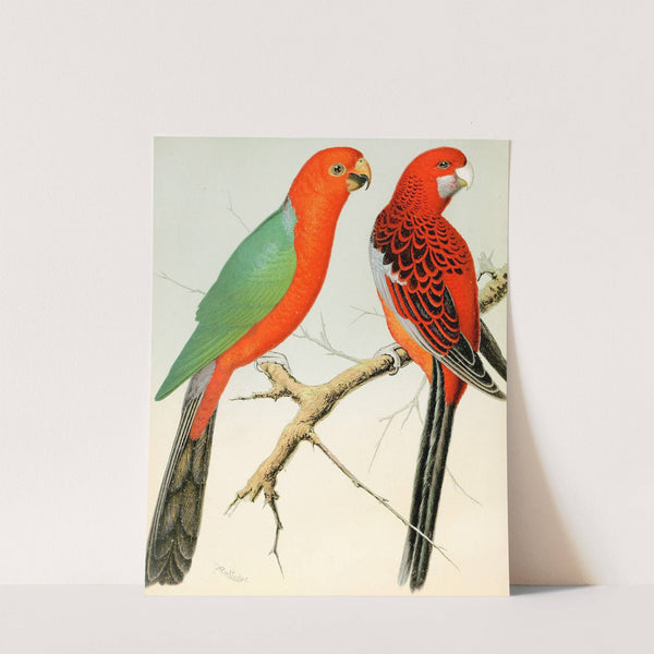 King Parrot, Pennant's Parrakeet by W. A . Blakston