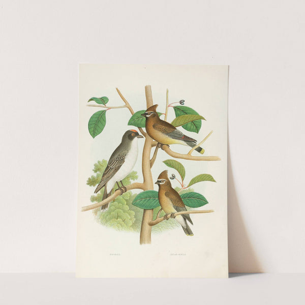 Kingbird, Cedar-birds (1882) by Edwin L. Sheppard