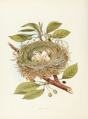 Kingbird