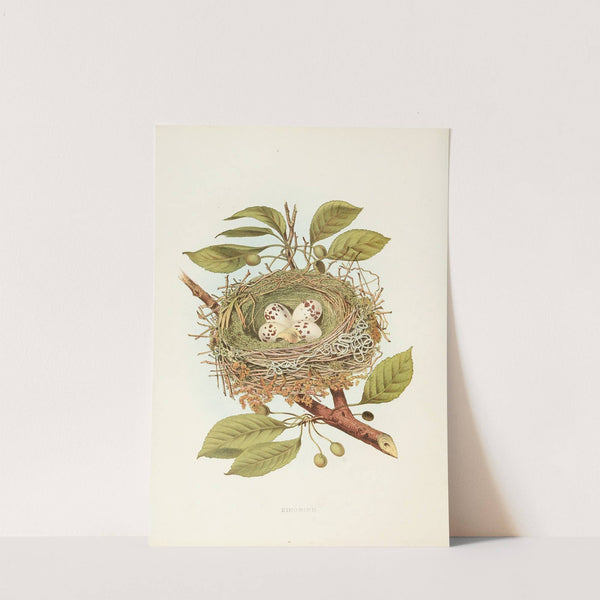 Kingbird (1882) by Edwin L. Sheppard