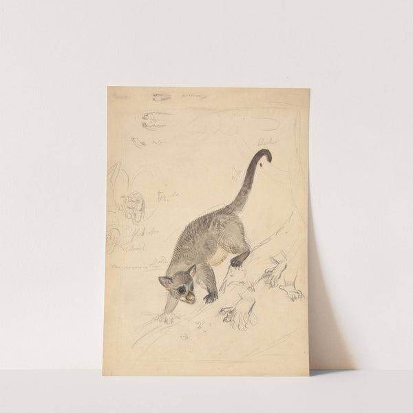 Kinkajou by James Sowerby