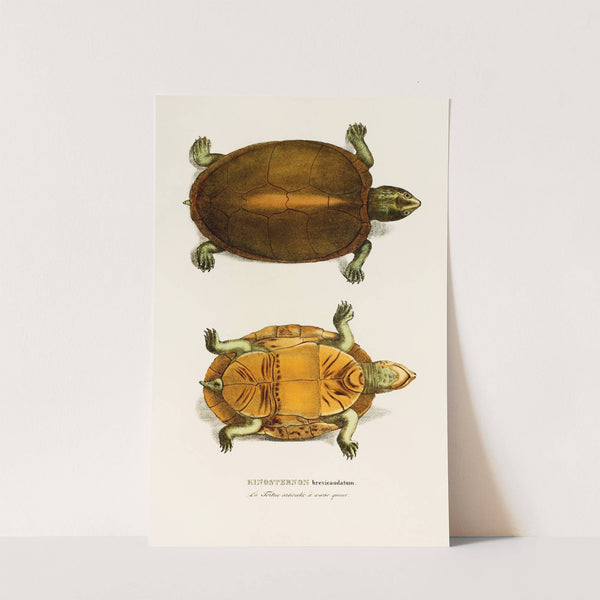 Kinosternon brevicaudatum by Johann Baptist von Spix