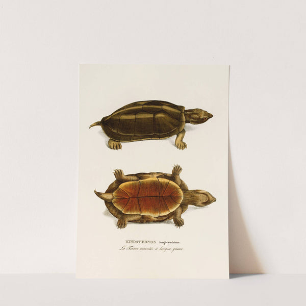 Kinosternon Longicaudatum by Johann Baptist von Spix