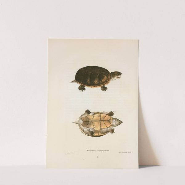 Kinosternon Pennsylvanicum. by John Edwards Holbrook