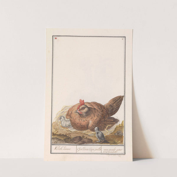 Kip (Gallus gallus domesticus) met kuikens (1596-1610) by Anselmus Boëtius de Boodt