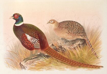 Kirghiz Mongolian Pheasant