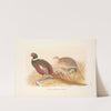 Kirghiz Mongolian Pheasant (Phasianus colchicus mongolicus). (1918-1922) by Henry Jones