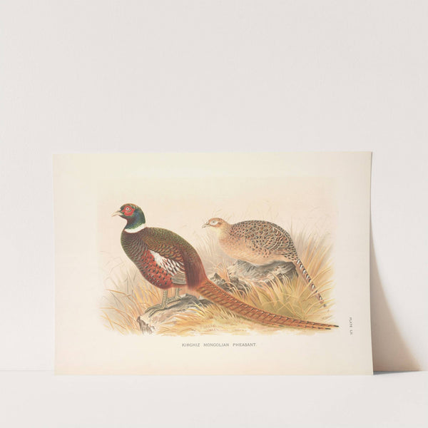 Kirghiz Mongolian Pheasant (Phasianus colchicus mongolicus). (1918-1922) by Henry Jones