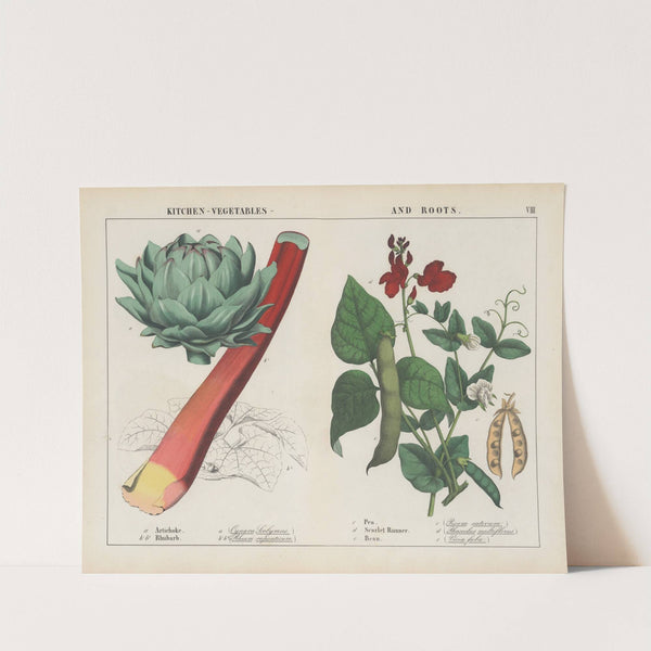 Kitchen, vegetables and roots (Artichoke, Rhubard, Pea) by Charlotte Mary Yonge