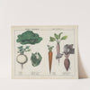 Kitchen vegetables and roots (Cabbage, Turnip, Brocoli) by Charlotte Mary Yonge